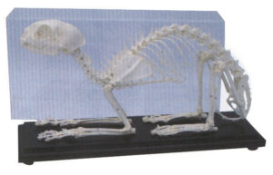 Cat skeleton