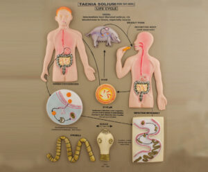 Model L.H. Pork Tapeworm