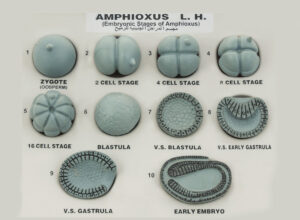 Amphioxus Embryonic Stages