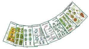 Chart - General Botany -II