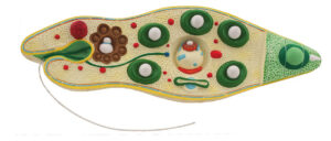 Euglena Model