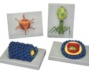 viruses, Model SET of 4