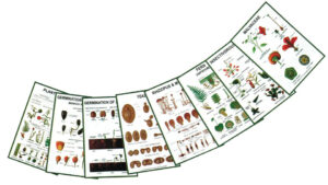 Chart - General Botany Models-IV