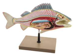 Fish Dissection Model (Perch) fish 19.5 inches long