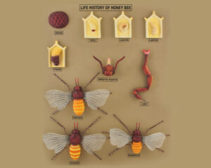 Mosquito (Anopheles) Development Model-10 Stages Mounted on Base