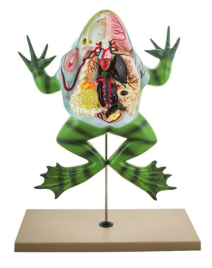 Frog Dissection model ( Bull Frog ) on Stand