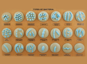 Types of Bacteria Model - 21 different Models Mounted on Board