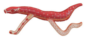 Bilharzia Model