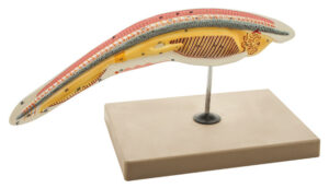 Amphioxus Model