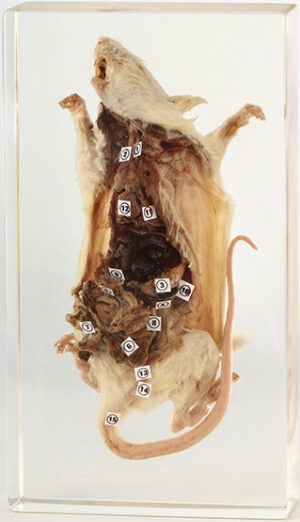 Rat Dissection