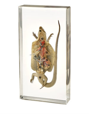 Lizard Dissection