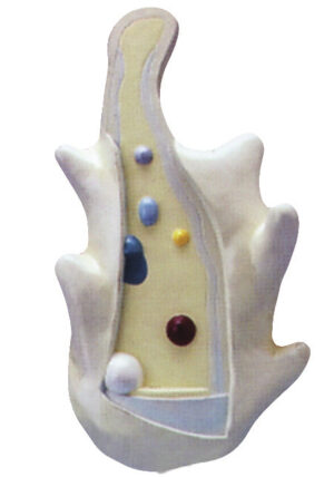 Amoeba Model