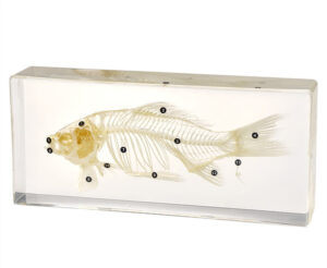 Fish Skeleton