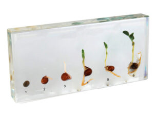 Corn Germination