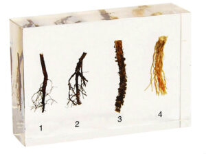 Root Systems