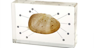 Marine Clam Dissection