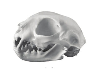 Cat Skull