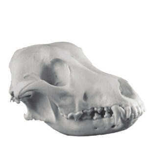 Dog Skull Economic