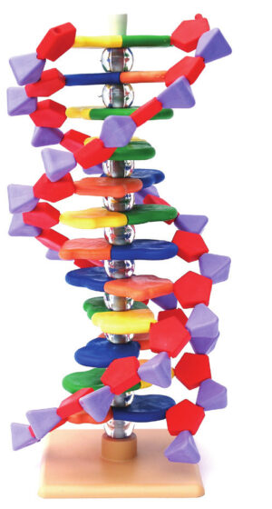 DNA Molecular Model