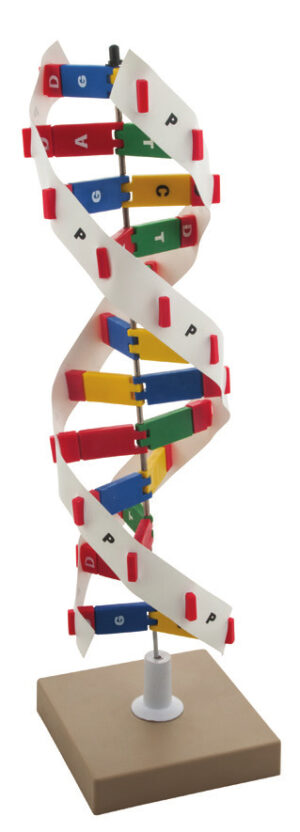 DNA Model