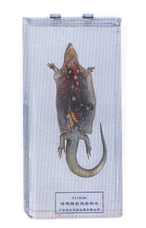 Dissection lizard