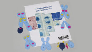 Modeling Mitosis and Meiosis