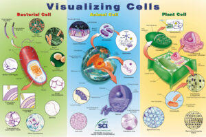 Visualizing Cells Chart