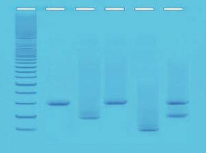 DNA Fingerprinting Using PCR