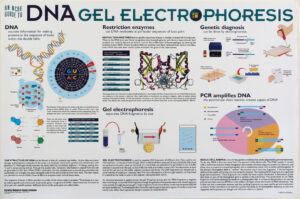 Electrophoresis Poster