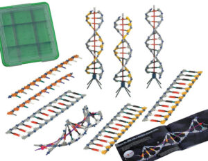 DNA, Replication and Transcription Set