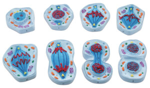 Mitosis Model Set of 8