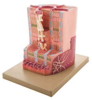 Human Cardiac (Heart) Muscle Model with Ultra