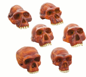 Prehistoric Skull Replicas, Set of 6