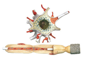 Nerve Cell Model