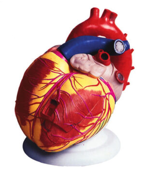 Giant Heart Model