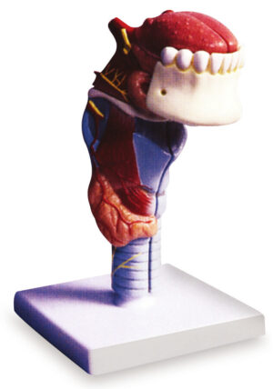 Larynx With Tongue