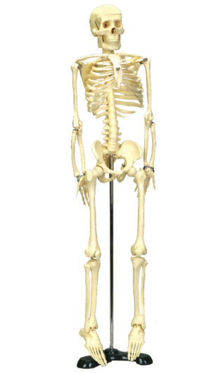 Minia Skeleton size 80cm