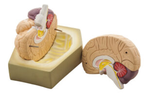 HUMAN BRAIN - Model 2 PARTS