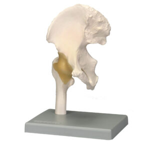 Functional Hip Joint