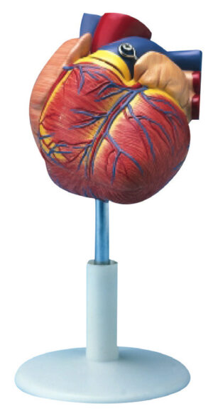 Heart Model Natural-size