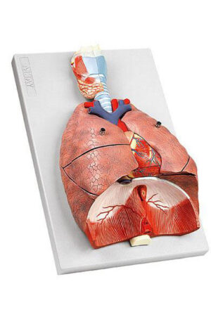 Respiratory System Model