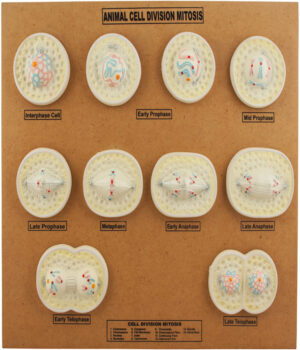 Model Animal Cell Division Mitosis - Mini