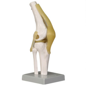 Functional Knee Joint