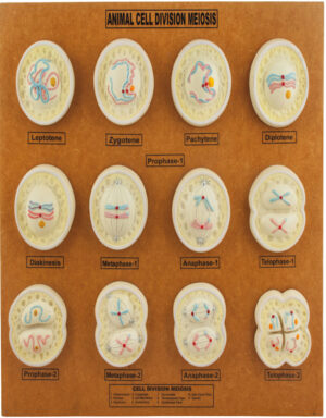 Animal Cell Meiosis Model