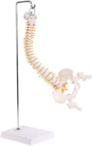 Flexible Spine Model