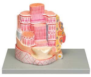 Skeletal Muscle Fiber