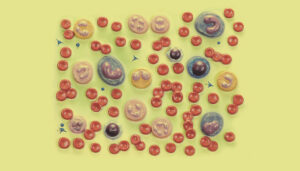 Blood Cells Model