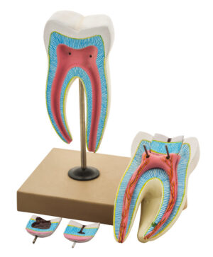 Upper Triple Root Molar Model