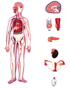 Endocrine system Model