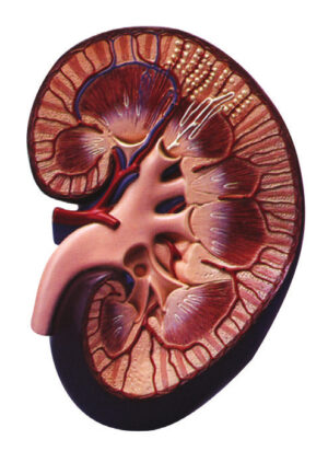 Kidney Model - Right